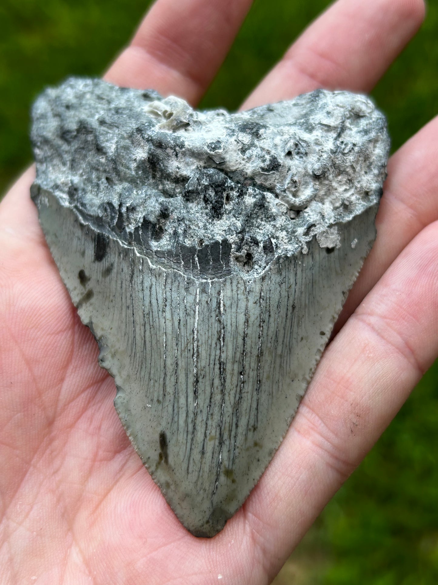 Megalodon tooth - D115