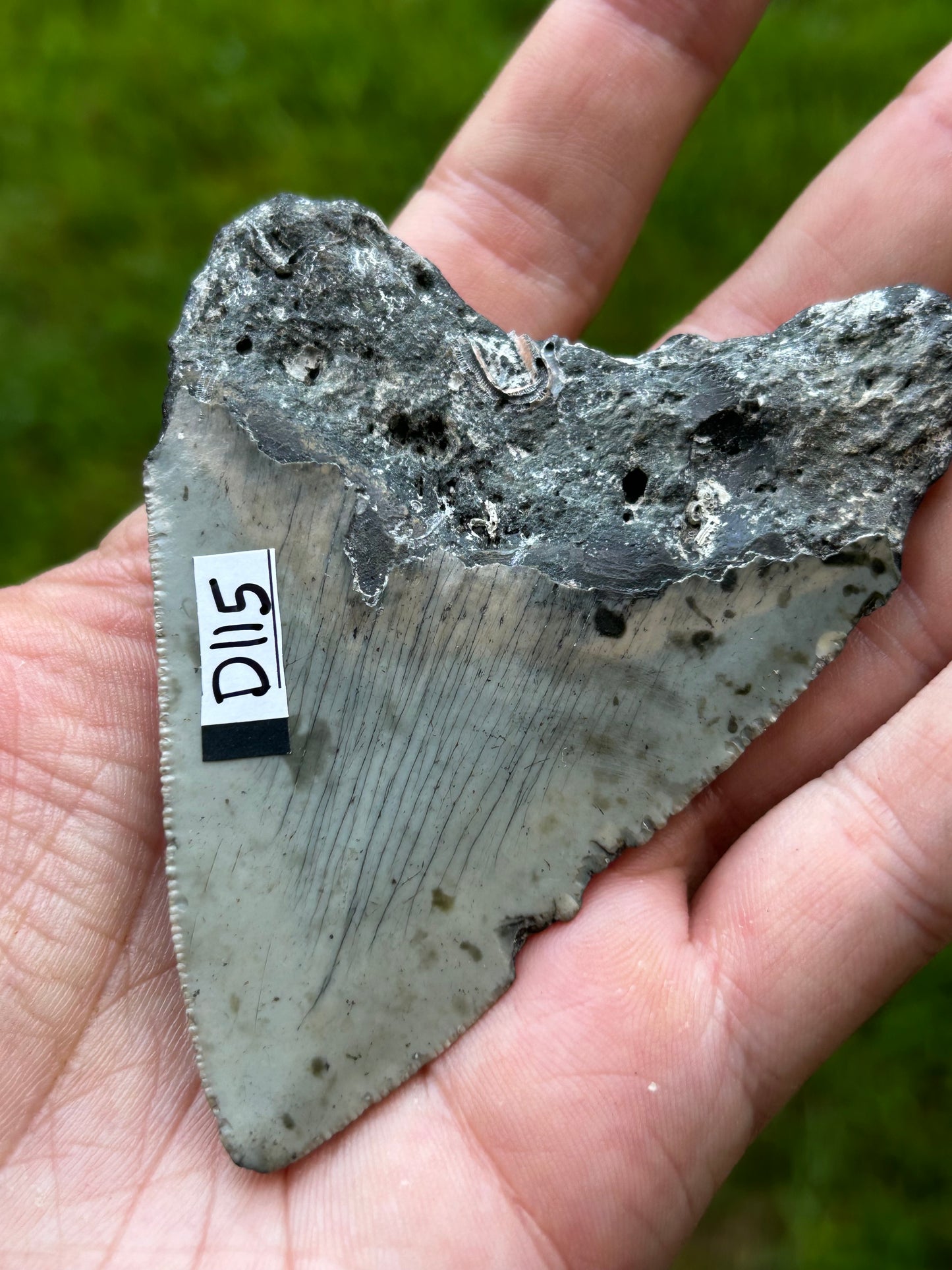 Megalodon tooth - D115