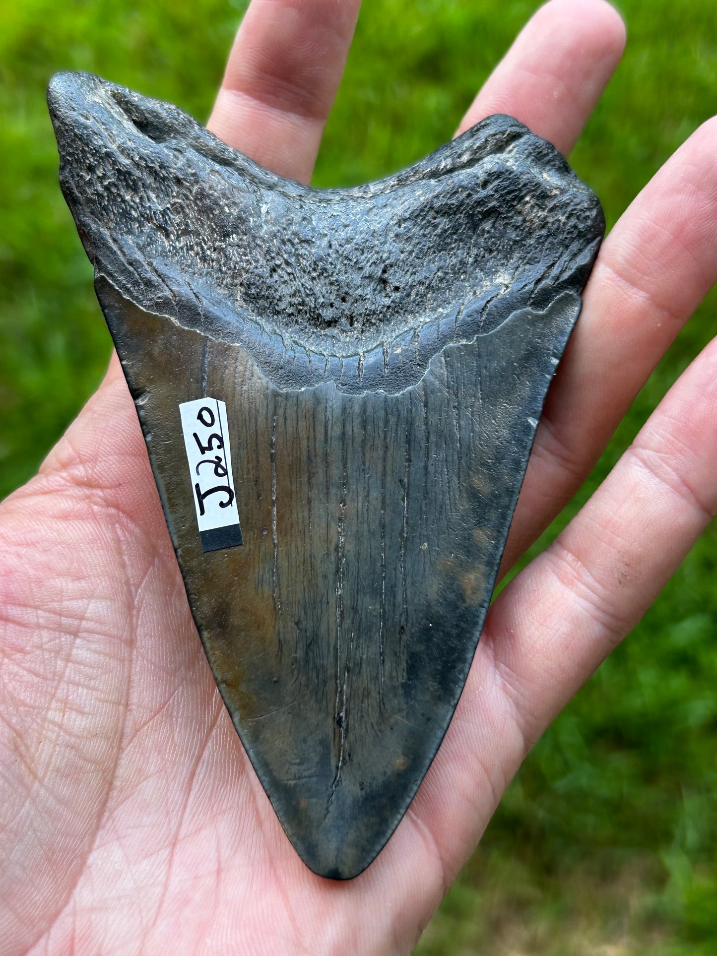 Megalodon tooth - J250