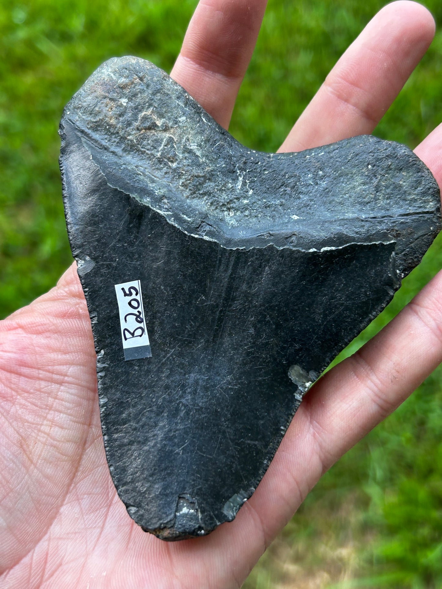 Megalodon tooth - B205