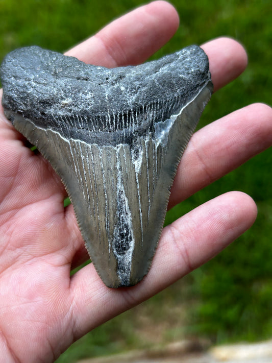 Megalodon tooth - T75