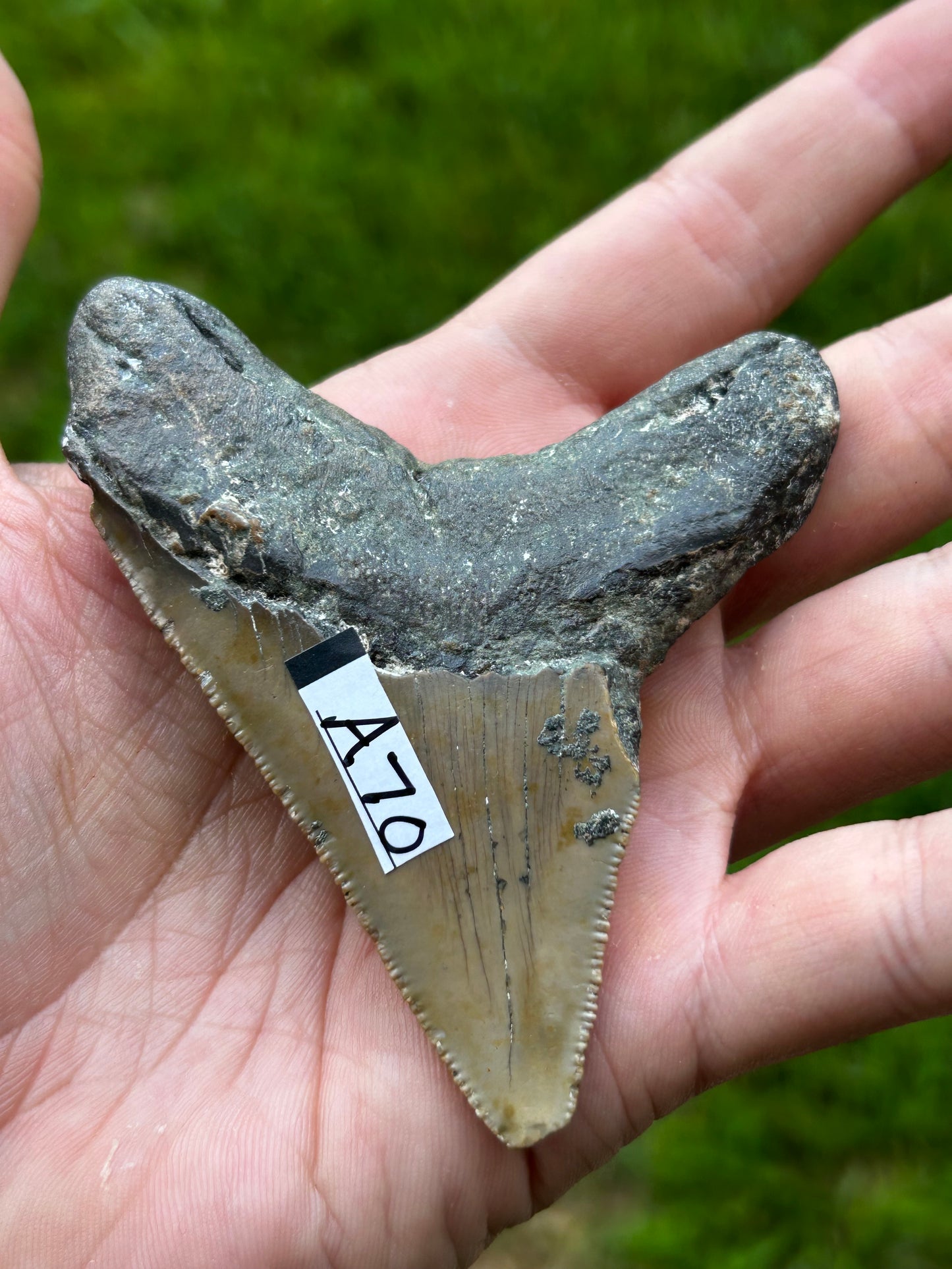 Megalodon tooth - A70￼