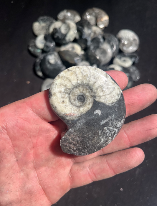 Ammonite Fossil (sold individually)