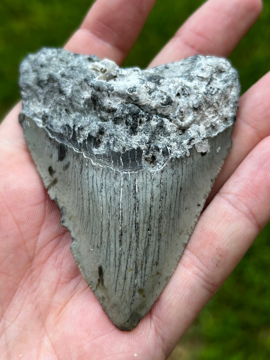 Megalodon tooth - D115