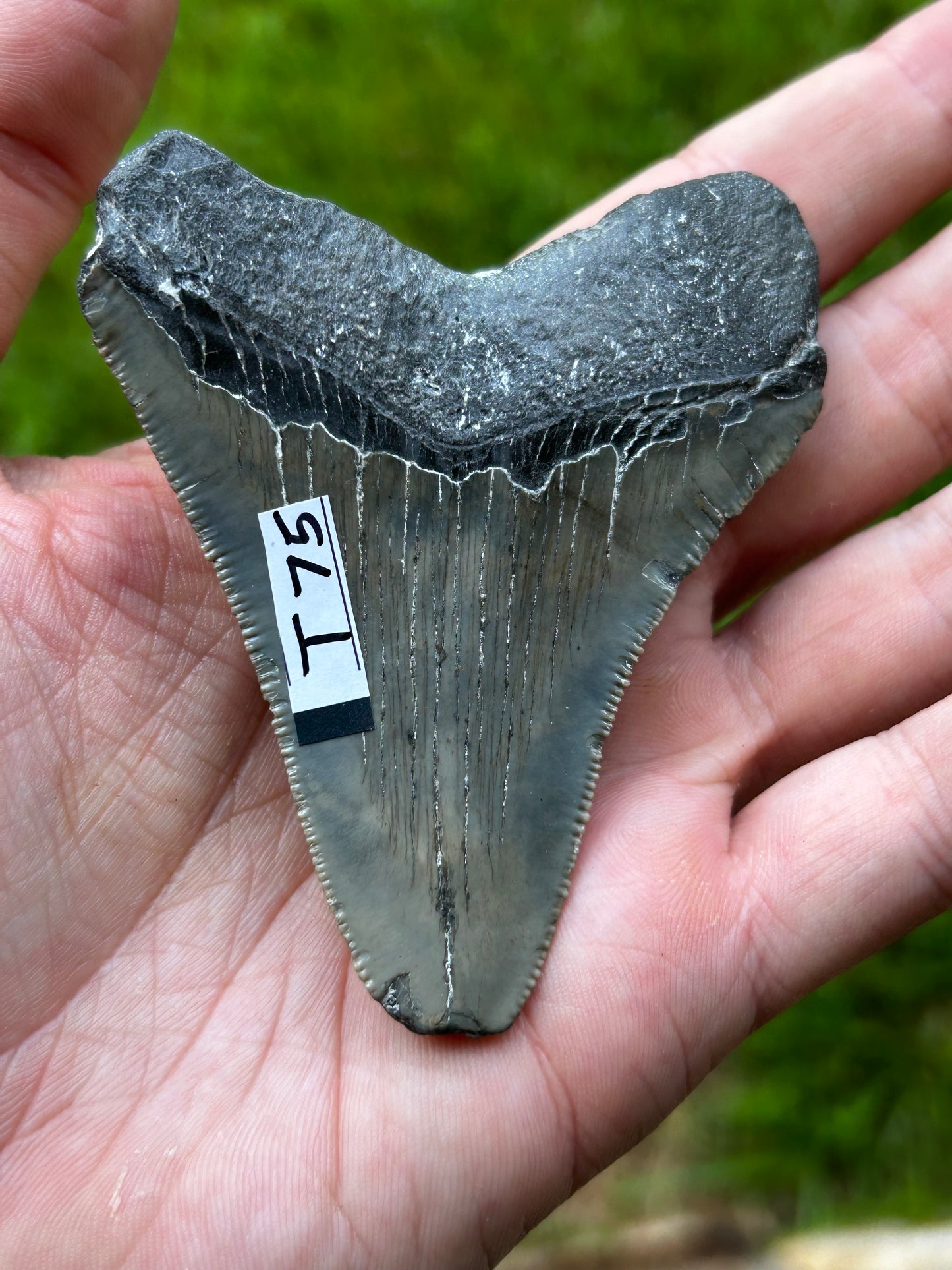 Megalodon tooth - T75