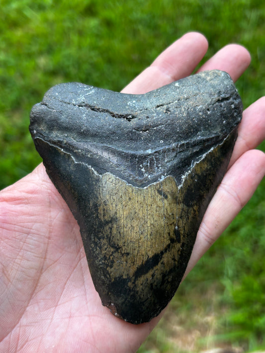 Megalodon tooth - B205