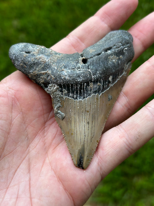 Megalodon tooth - A70￼