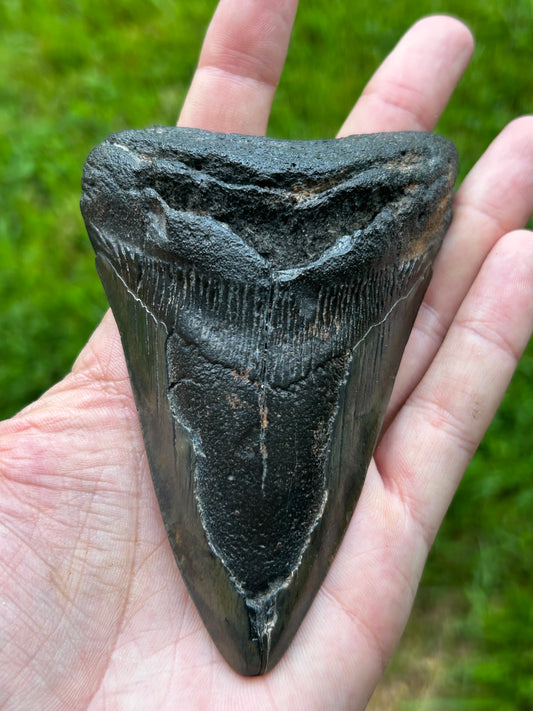 Megalodon tooth - J250