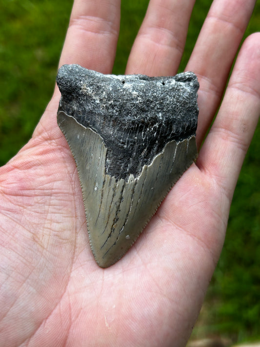 Megalodon tooth - R70