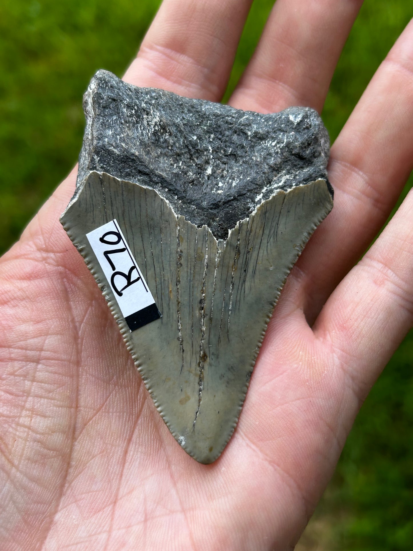 Megalodon tooth - R70