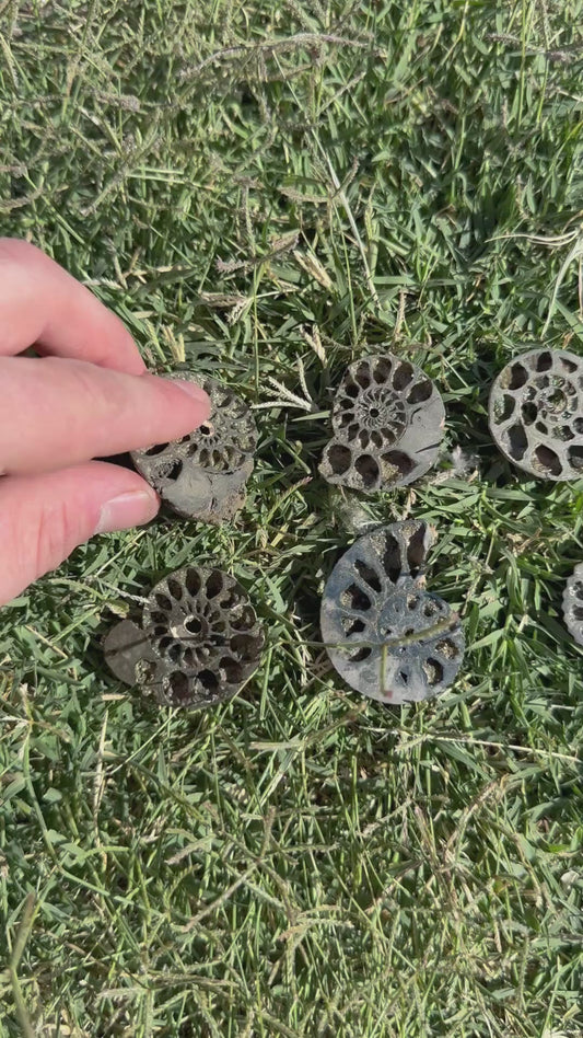 Instagram Story Showcase 05 - Pyrite Ammonites