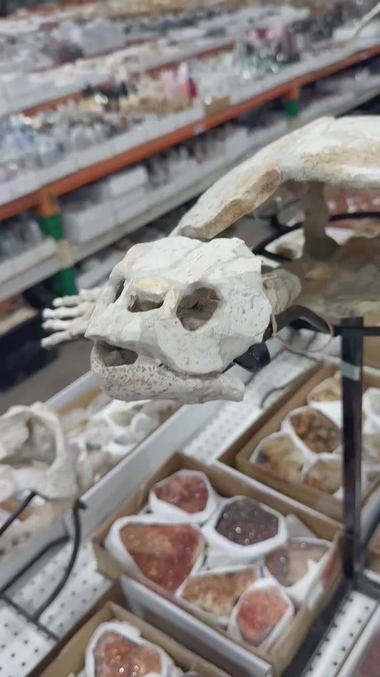 Instagram Story Showcase 12 - Fossil Turtle